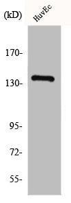 Western Blot analysis of HuvEc cells using GPR126 Polyclonal Antibody