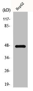 Western Blot analysis of HepG2 cells using GPR137C Polyclonal Antibody
