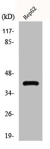 Western Blot analysis of HepG2 cells using GPR15 Polyclonal Antibody