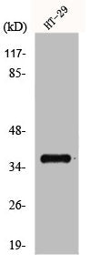 Western Blot analysis of HT29 cells using GPR171 Polyclonal Antibody