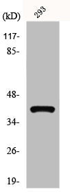 Western Blot analysis of 293 cells using GPR175 Polyclonal Antibody