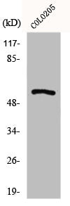 Western Blot analysis of COLO205 cells using GPR176 Polyclonal Antibody