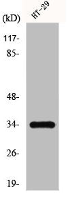 Western Blot analysis of HT29 cells using GPR18 Polyclonal Antibody