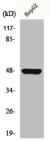 Western Blot analysis of HuvEc cells using GPR19 Polyclonal Antibody