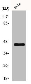Western Blot analysis of HeLa cells using GPR38 Polyclonal Antibody