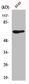 Western Blot analysis of A549 cells using GPR50 Polyclonal Antibody