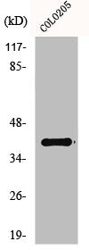 Western Blot analysis of HepG2 cells using GPR52 Polyclonal Antibody