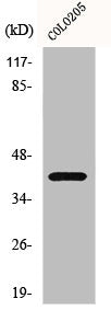 Western Blot analysis of COLO205 cells using GPR62 Polyclonal Antibody