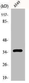Western Blot analysis of HT29 cells using GPR82 Polyclonal Antibody