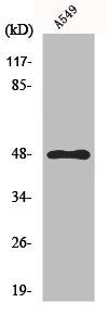 Western Blot analysis of HuvEc cells using GPR83 Polyclonal Antibody