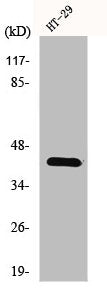 Western Blot analysis of K562 cells using GPR92 Polyclonal Antibody