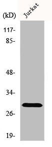 Western Blot analysis of Jurkat cells using Granzyme K Polyclonal Antibody