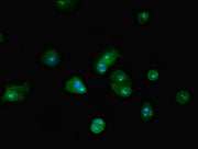 Immunofluorescent analysis of MCF-7 cells using CSB-PA002802LA01HU at dilution of 1:100 and Alexa Fluor 488-congugated AffiniPure Goat Anti-Rabbit IgG(H+L)