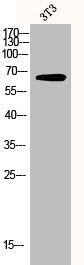 Western Blot analysis of 3T3 cells using GRB10 Polyclonal Antibody