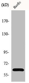 Western Blot analysis of MCF7 cells using GRB14 Polyclonal Antibody