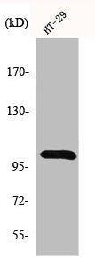 Western Blot analysis of HT29 cells using GRIN1 Polyclonal Antibody
