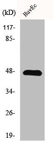 Western Blot analysis of HepG2 cells using GRIN2 Polyclonal Antibody