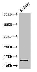 Western Blot Positive WB detected in: Mouse kidney tissue All lanes: MPC2 antibody at 3.4ug/ml Secondary Goat polyclonal to rabbit IgG at 1/50000 dilution Predicted band size: 15 kDa Observed band size: 15 kDa