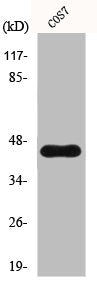 Western Blot analysis of COS7 cells using GRP1 Polyclonal Antibody