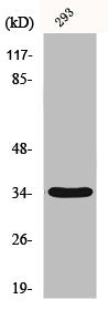 Western Blot analysis of 293 cells using GRTP1 Polyclonal Antibody