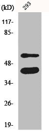 Western Blot analysis of 293 cells using GSK3α/β Polyclonal Antibody