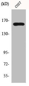 Western Blot analysis of COS7 cells using GTBP Polyclonal Antibody
