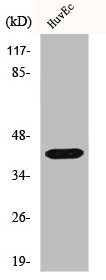 Western Blot analysis of HuvEc cells using Gz-α Polyclonal Antibody