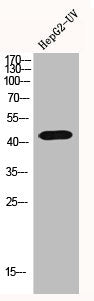 Western Blot analysis of HEPG2-UV cells using Gα olf Polyclonal Antibody