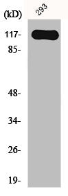 Western Blot analysis of 293 cells using Hairless Polyclonal Antibody