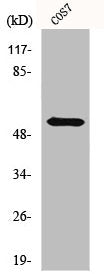 Western Blot analysis of COS7 cells using HBP1 Polyclonal Antibody