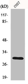 Western Blot analysis of COS7 cells using HCCS Polyclonal Antibody