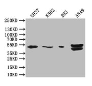Western Blot Positive WB detected in: U937 whole cell lysate, K562 whole cell lysate, 293 whole cell lysate, A549 whole cell lysate All lanes: BTN3A1 antibody at 1: 1000 Secondary Goat polyclonal to rabbit IgG at 1/50000 dilution Predicted band si...