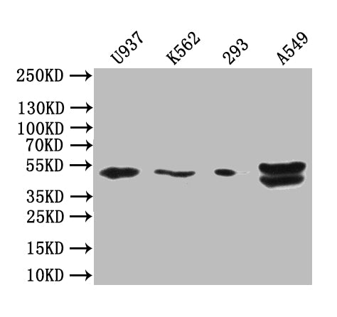 Western Blot Positive WB detected in: U937 whole cell lysate, K562 whole cell lysate, 293 whole cell lysate, A549 whole cell lysate All lanes: BTN3A1 antibody at 1: 1000 Secondary Goat polyclonal to rabbit IgG at 1/50000 dilution Predicted band si...