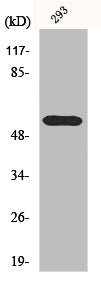 Western Blot analysis of 293 cells using HDAC1 Polyclonal Antibody