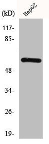 Western Blot analysis of HepG2 cells using HDAC2 Polyclonal Antibody