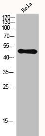 Western Blot analysis of hela cells using HDAC3 Polyclonal Antibody
