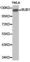 Western blot analysis of extracts of HeLa cell line, using BUB1 antibody.