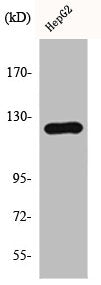 Western Blot analysis of HepG2 cells using HDAC5/9 Polyclonal Antibody