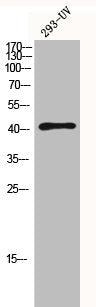 Western Blot analysis of 293-UV cells using HDAC8 Polyclonal Antibody