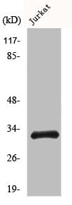 Western Blot analysis of COLO205 cells using HEI10 Polyclonal Antibody