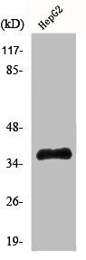 Western Blot analysis of Jurkat cells using Hel-N1 Polyclonal Antibody