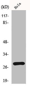 Western Blot analysis of HeLa cells using HES-6 Polyclonal Antibody