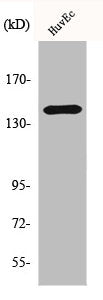 Western Blot analysis of HuvEc cells using HGK Polyclonal Antibody