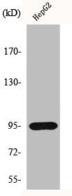 Western Blot analysis of HepG2 cells using HIF-1β Polyclonal Antibody