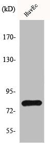 Western Blot analysis of HuvEc cells using HIPK4 Polyclonal Antibody