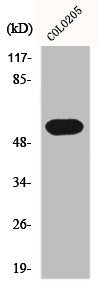 Western Blot analysis of COLO205 cells using Histamine H1 Receptor Polyclonal Antibody