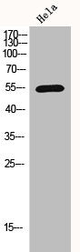 Western Blot analysis of hela cells using Histone deacetylase 1 Polyclonal Antibody