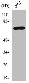 Western Blot analysis of COS7 cells using Histone deacetylase 10 Polyclonal Antibody