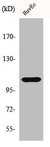 Western Blot analysis of HuvEc cells using Histone deacetylase 7a Polyclonal Antibody