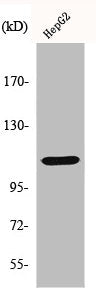 Western Blot analysis of HepG2 cells using Histone deacetylase 9 Polyclonal Antibody